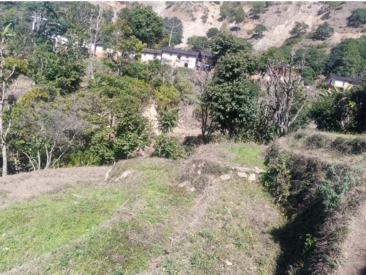 बाँदर बस्तीमा पस्न थालेपछि बैतडीका नागरिक हैरान